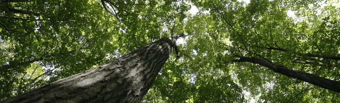 Sustainable tree maintenance