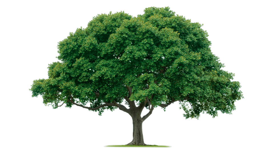 Sustainable forestry project